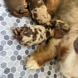 Foster - Dapple male Dachshund puppy in Riverton, Wyoming from Wild Rose Ridge Doxies
