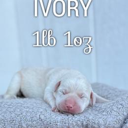 Ivory - Yellow female Labrador Retriever puppy in Puyallup, Washington from 12 Door Farm Labradors