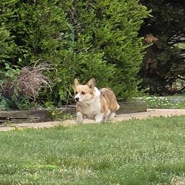 Jackie B - Sable female Pembroke Welsh Corgi puppy in Powhatan, Virginia from Ranch Hand Corgis