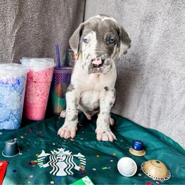 Xaden - Harlequin male Great Dane puppy in Climax, Michigan from Beaver Creek Danes