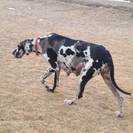 Great Danes from Collver Danes