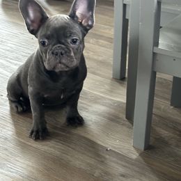 Girl 2 - French Bulldog puppy from Frenchies Du Jour