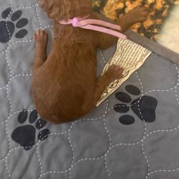 Maple - Red  female Poodle puppy in Mount Vernon, Illinois from AMC Poodles