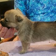 Australian Shepherds and Swedish Vallhunds from SunFire Kennel