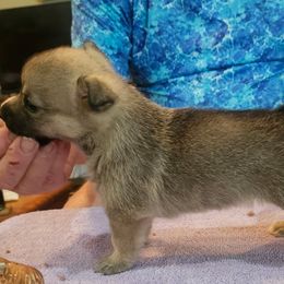 Australian Shepherds and Swedish Vallhunds from SunFire Kennel