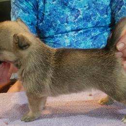 Australian Shepherds and Swedish Vallhunds from SunFire Kennel