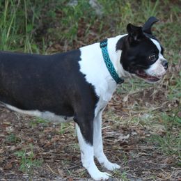 Bonnie - Boston Terrier