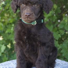 Pumpkin - Brown male Poodle puppy in Orem, Utah from First Class Poodles