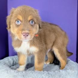 Jasmine3Boy2- RTM,LONG tail, blue eyes likely, CHIC-OFA-DNA-AKC Titled Parents - Red tri-color male Australian Shepherd puppy in South Hill, Virginia from Silverside Aussies LLC