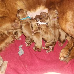 Eve Teal Girl - Dark golden female Golden Retriever puppy in Idaho Falls, Idaho from Once Upon A Dream Kennels