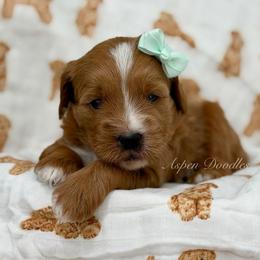 Mint collar DOLLY - Apricot female Goldendoodle puppy in Salem, Utah from Aspen Doodles