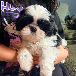 Malorie - Black and white female Shih Tzu puppy in Hemet, California from Aloha Shih Tzu