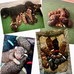 Poodle Puppies from Good Friend Poodles