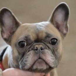 American Bulldog, French Bulldog, and Shorty Bull Puppies from Bingham's Bulldogs LLC