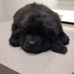 Newfoundland Puppies from Crossroads Newfoundlands