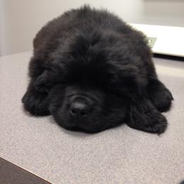 Newfoundland Puppies from Crossroads Newfoundlands