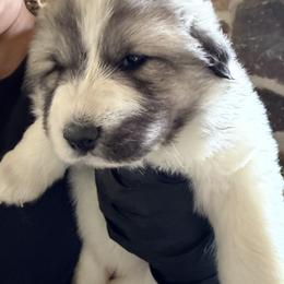 Miss Yellow - White and badger female Great Pyrenees puppy in Sapphire, North Carolina from Sapphire Valley Great Pyrenees