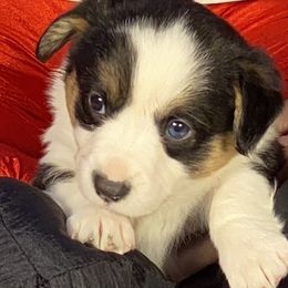 Girl 1 - female Cardigan Welsh Corgi puppy in Brookings, Oregon from Dragonfly Cardigans