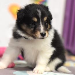 Twix - Black white and tan female Shetland Sheepdog puppy in Wolcott, Indiana from Southside Shelties
