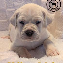 Yellow - Fawn male Cane Corso puppy in Schell City, Missouri from Schell Osage Cane Corsos