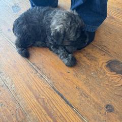 Sleeping Lady's Bouviers - Girl 2 - Brindle Bouvier des Flandres puppy in Anchorage, Alaska from Sleeping Lady Bouviers