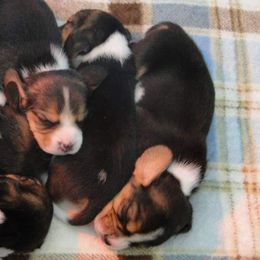 Beagle Puppies from Alpenglow Beagles