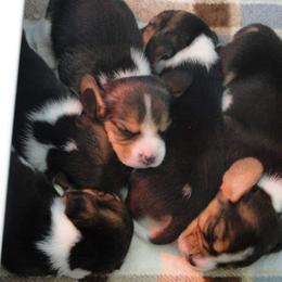 Beagle Puppies from Alpenglow Beagles