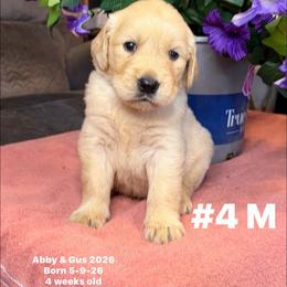 Green Collar - Golden male Golden Retriever puppy in Piedmont, Oklahoma from Sabrina's Golden Retrievers