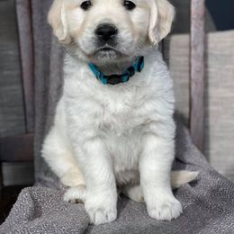 Golden Retriever Puppies from Dumaw Creeks Goldens