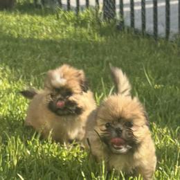 Shih Tzu Puppies from Staci Fidler