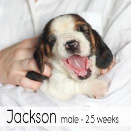 Jackson - Black white and brown male Basset Hound puppy in Jefferson City, Missouri from Triple Hill Farm
