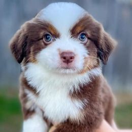 Miniature Australian Shepherds and Toy Australian Shepherds from Sand Creek Toy and Mini aussies
