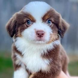 Miniature Australian Shepherds and Toy Australian Shepherds from Sand Creek Toy and Mini aussies