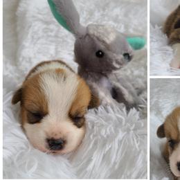 Pembroke Welsh Corgis from Up North Corgis