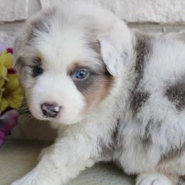 Shamrock - Blue merle male Australian Shepherd puppy in Colorado Springs, Colorado from Rocky Mountain Aussies