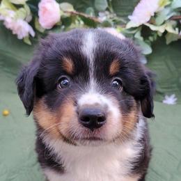 Oregano - Black tri male Miniature American Shepherd puppy in Springfield, Missouri from Sunrock Kennel