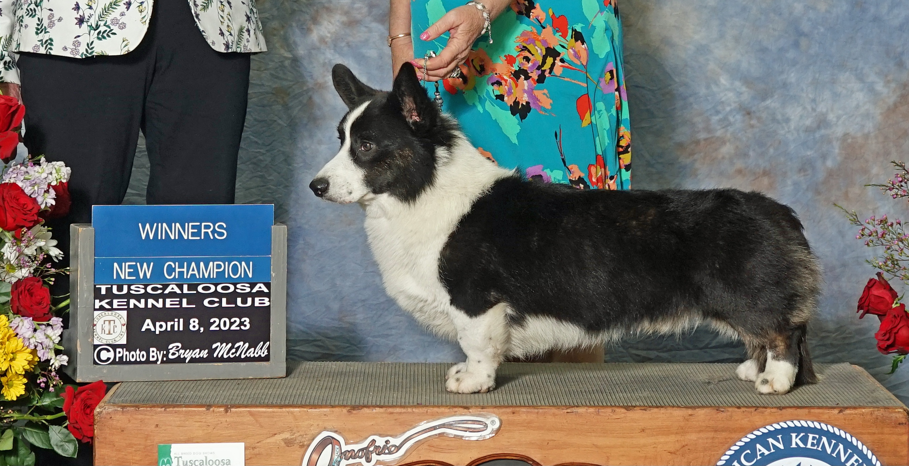 Elvis - Cardigan Welsh Corgi