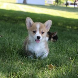 Pembroke Welsh Corgi Puppies from Salted Rim Corgis