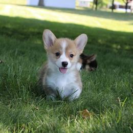 Pembroke Welsh Corgi Puppies from Salted Rim Corgis