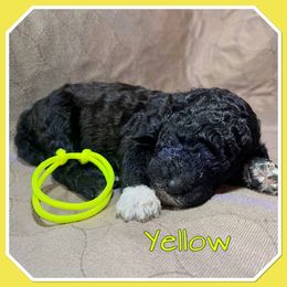 Yellow - Black female Poodle puppy in Mauston, Wisconsin from Quiverfull Acres