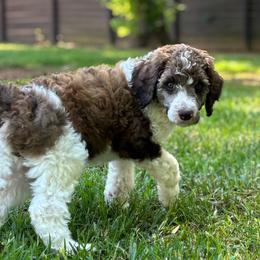Benedict - Tan Collar - Sable male Poodle puppy in Monroe, North Carolina from The Klepper Homestead