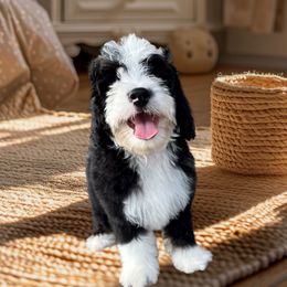 Mantis - Tri-color male Bernedoodle puppy in Mesa, Arizona from Desert Sheepies and Doodles