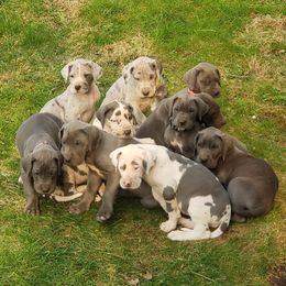 Great Danes from Dandelion Farm Dogs