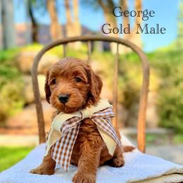 Georgia - Red  male Goldendoodle puppy in Springville, Utah from JW Doodles