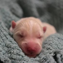 Whisper - White male Siberian Husky puppy in Bly, Oregon from Hill Top Huskies