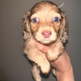 Cookies - Dapple male Dachshund puppy in Salisbury, North Carolina from Shy’s Teenie Weenies