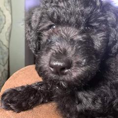 Poodle and Whoodle Puppies from Twin Pines