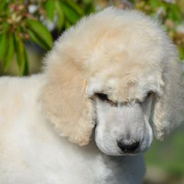 Poodle Puppies from D and D Standard Poodles