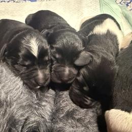 Newfoundland Puppies from Amanda Robinson
