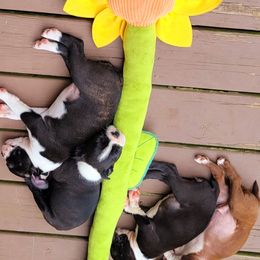 Boston Terrier Puppies from The Christian Bostons